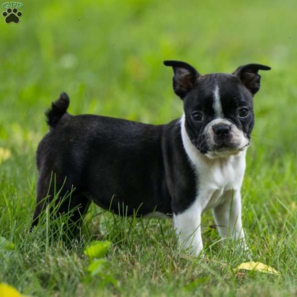 Kylie, Boston Terrier Puppy